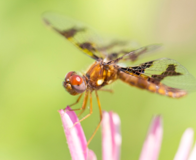 Dragonfly On Cornflower