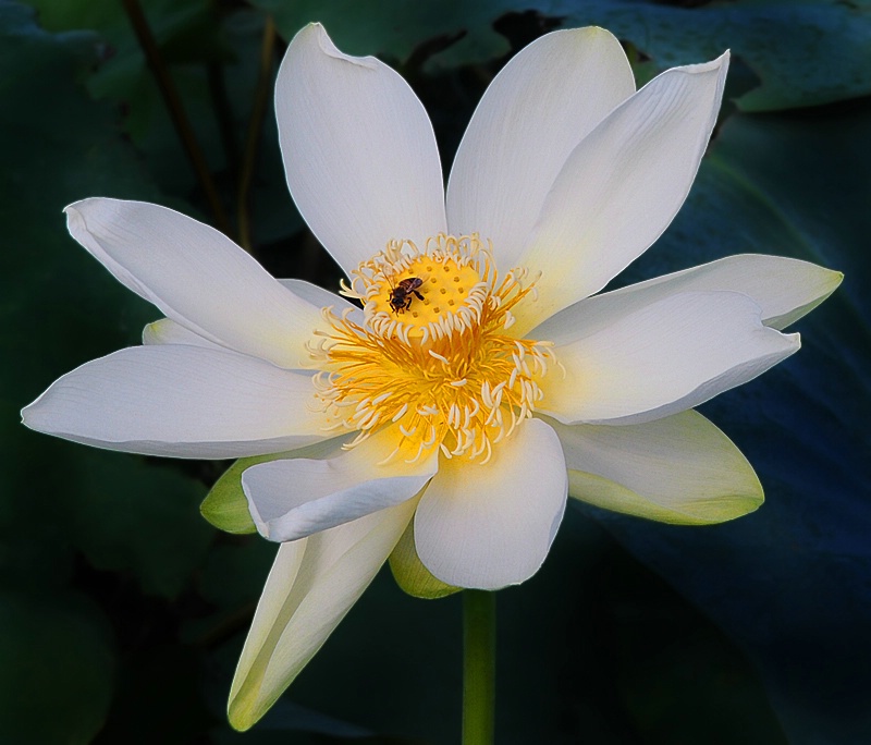 Lotus Flower and Fertilizer