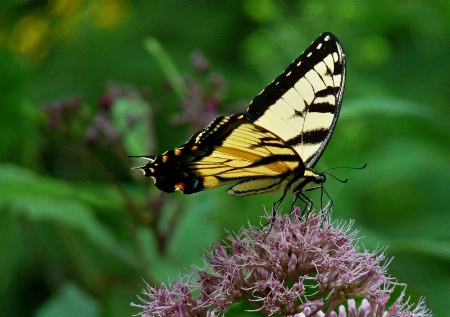 Perfect Swallowtail