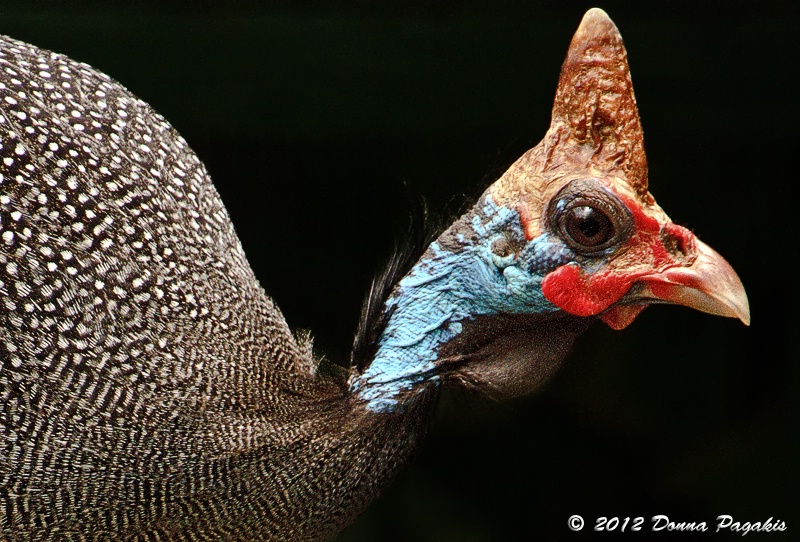 Unique Bird