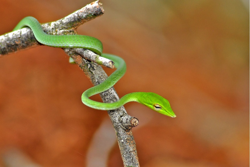Green vine snake - ID: 13184320 © VISHVAJIT JUIKAR