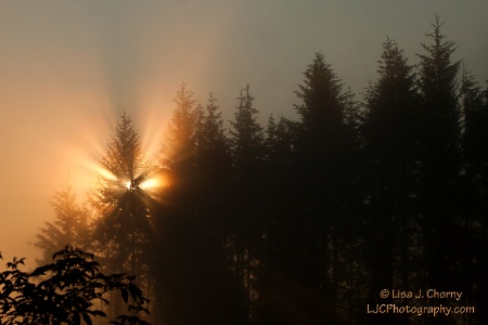 Angel Wings on a Foggy Morning