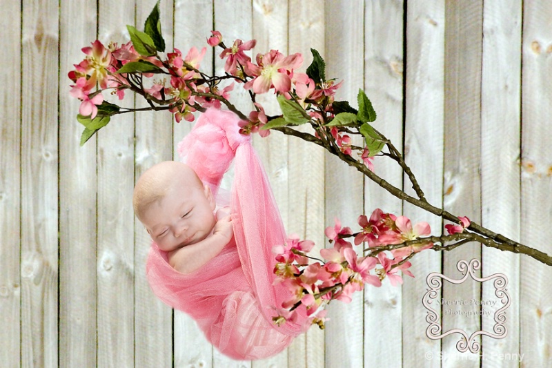 Baby In the Tree Top!