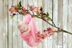 Baby In the Tree ...