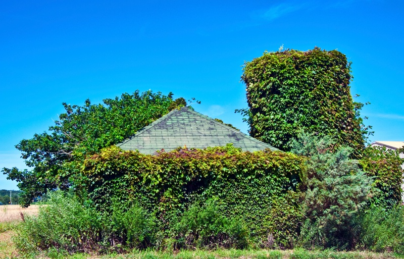 Overgrown Pump House