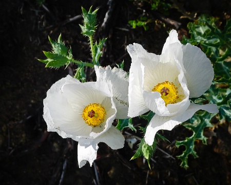 Prickly Poppy