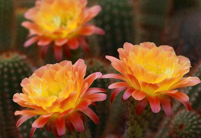 Peach Cactus Flowers
