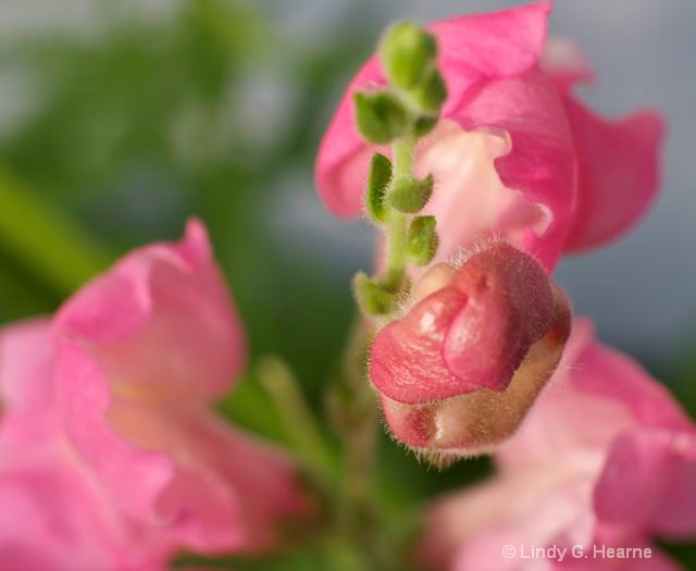 Pink flowers from Michigan