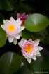 the water lilies
