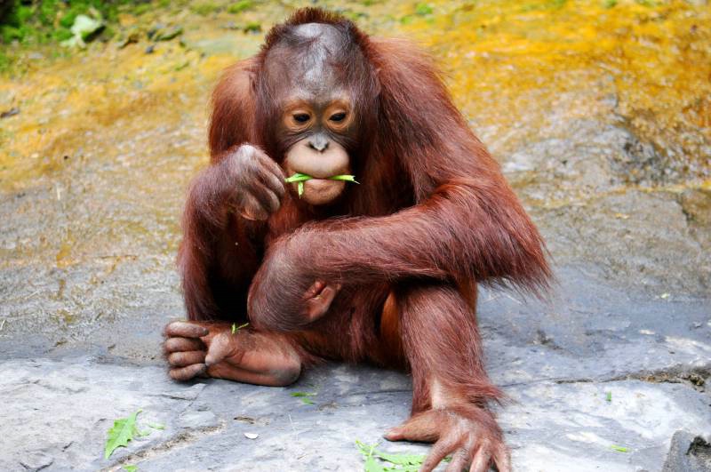 Eating Grass