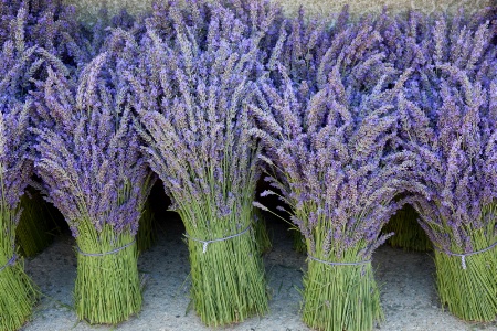 Lavender 4162