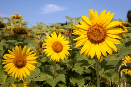 Sunflower 4533