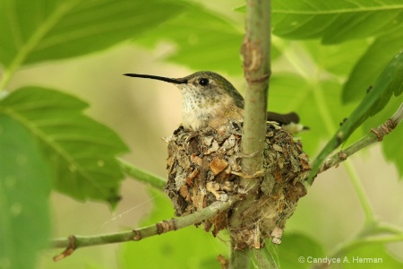 Hummingbird Nest