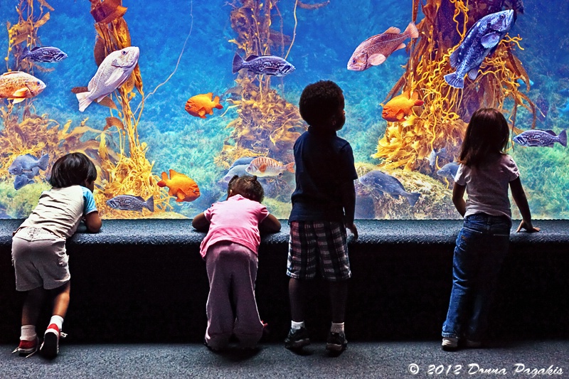 Celebrating Life Under the Sea  