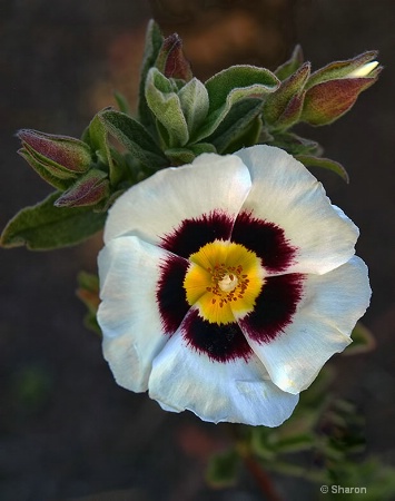 Petite Fleur