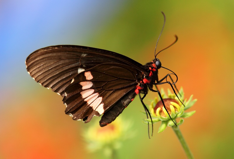 Danaid Eggfly