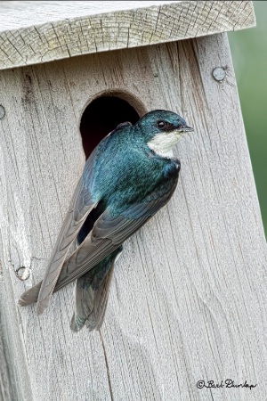 Tree Swallow