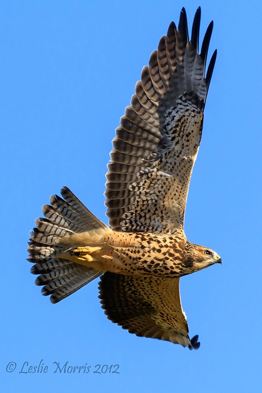 Swainson's Hawk - ID: 13186554 © Leslie J. Morris