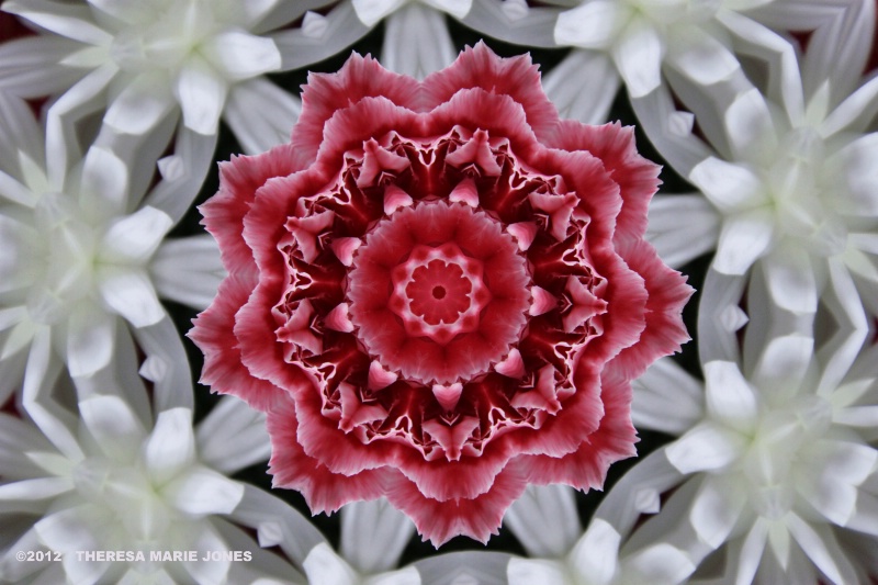 Carnation - ID: 13186702 © Theresa Marie Jones