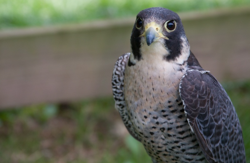 Peregrine Falcon