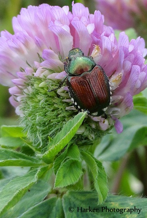 Japanese Beetle Dining on Clover
