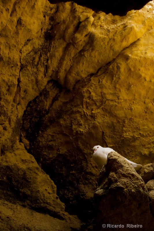 Dove in a  cave