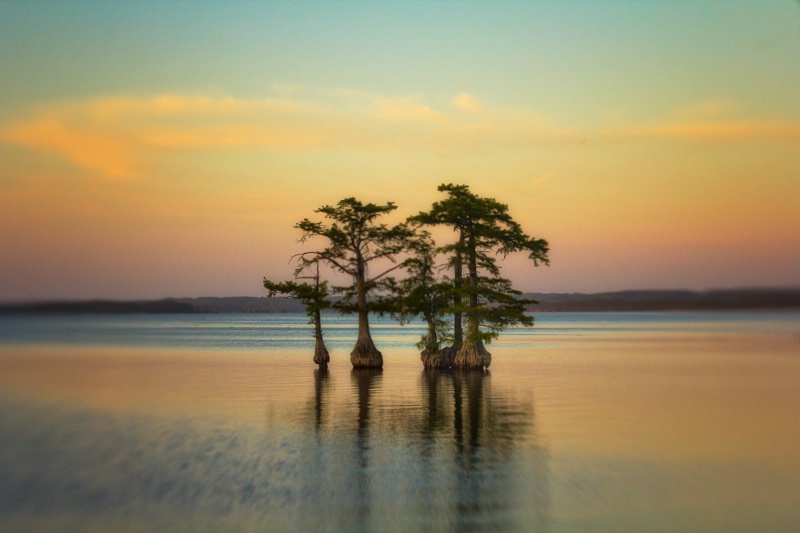 Cypress Trees at Sunset