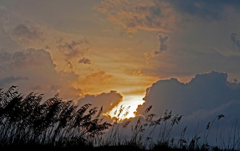 Seagrass Silhouette