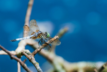 Dragon Fly2