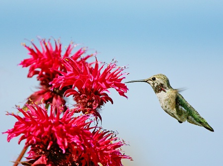 Anna's Hummingbird And Crocosmia