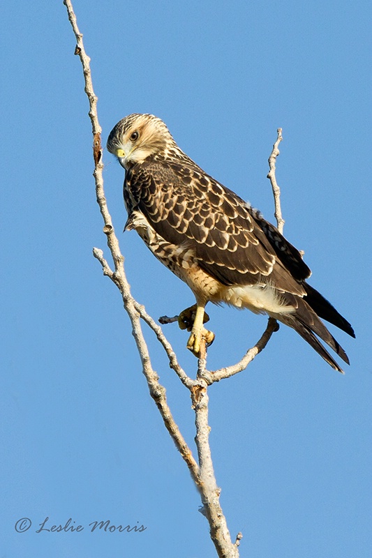 Juvenile Swainson's Hawk - ID: 13188492 © Leslie J. Morris