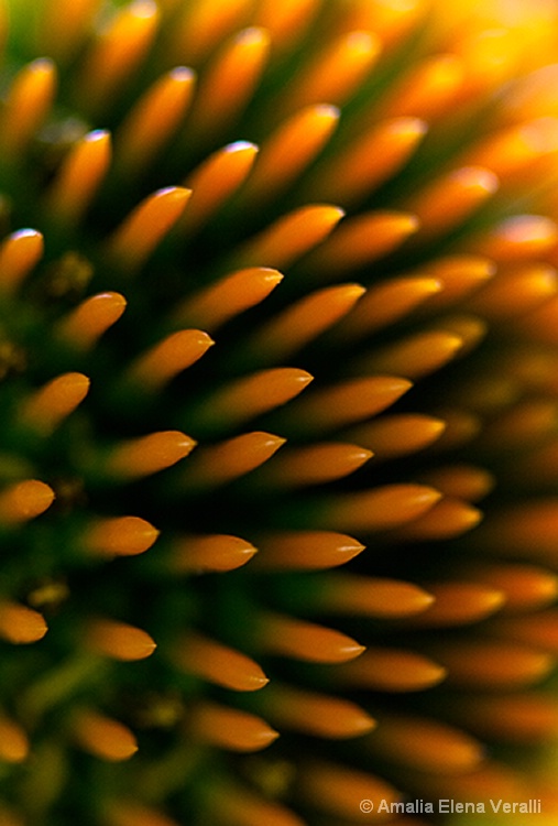 echinacia, orange, green, flower, macro, abstract