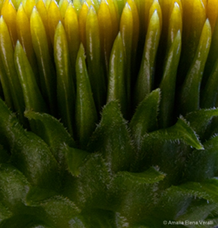 echinacia, yellow, green, flower, macro, abstract