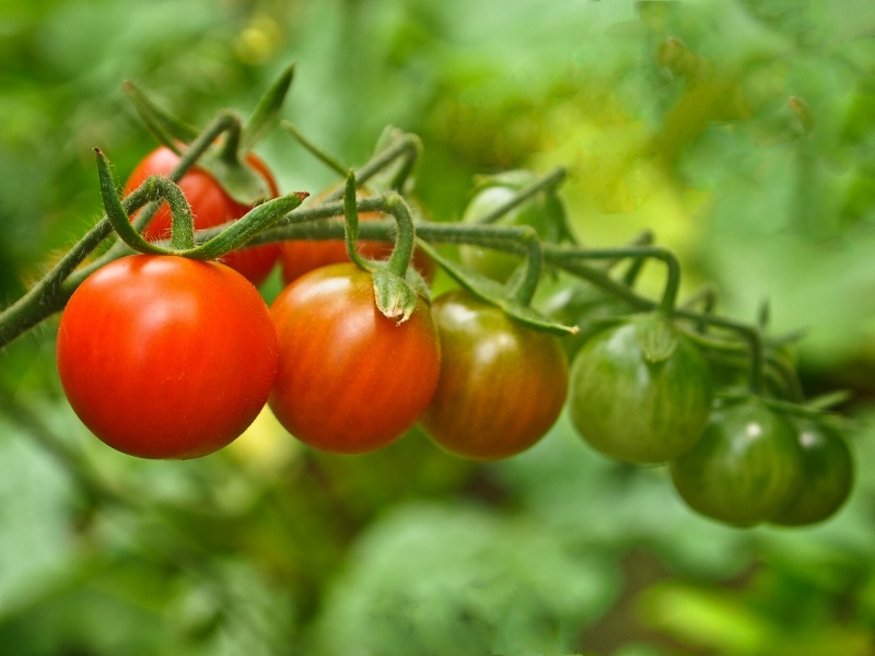 Cherry tomatoes