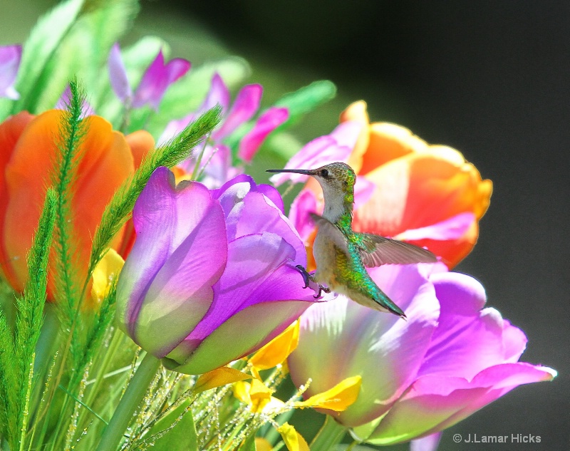 Female ruby throated/tulip rest