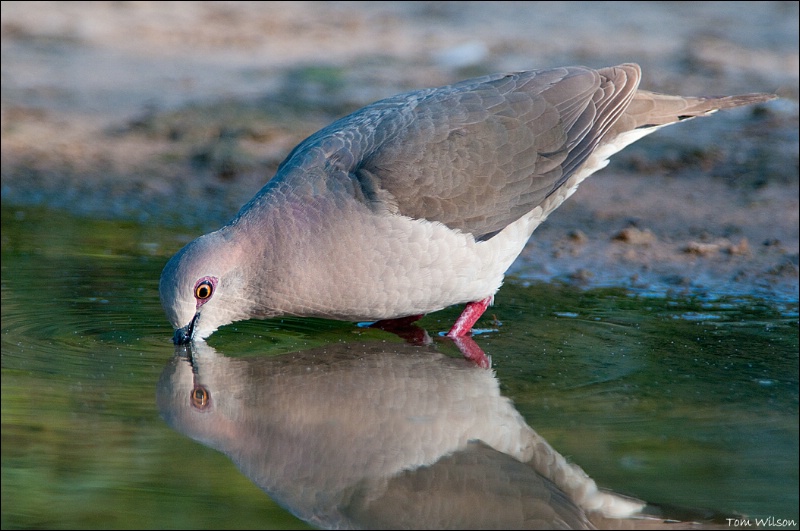 White-tipped Dove Drinking