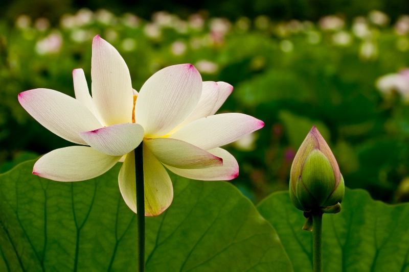 Lotus Flower and Bud