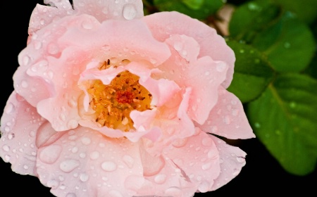 Wet Pink Rose