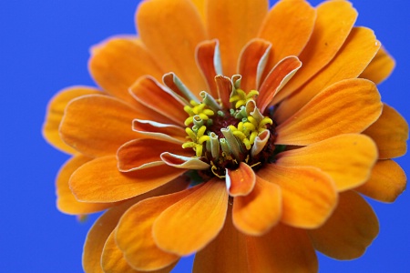 Zinnia