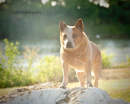 My Australian Cattle Dog-Bonehead!