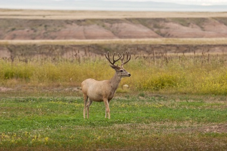 deer at Badlands National Prk