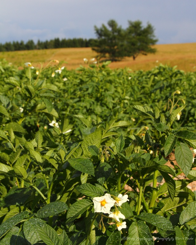 ~Potato Blossom~