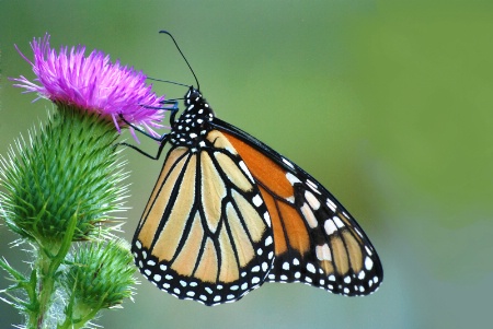 Monarch enjoying a thistle.