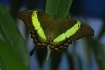 Emerald swallowta...