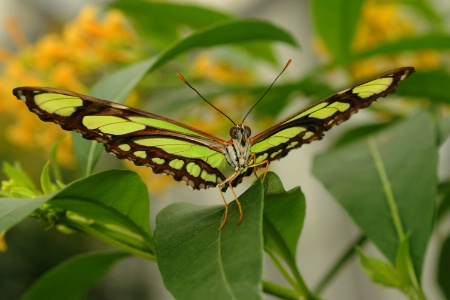 Malachite