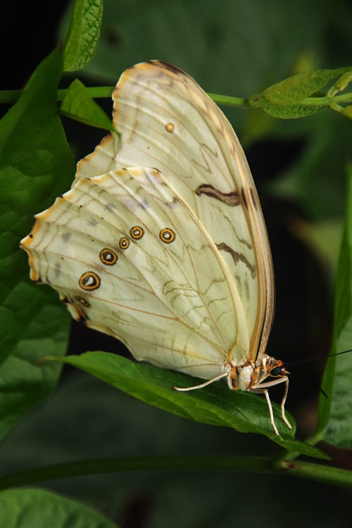 Pale Beauty