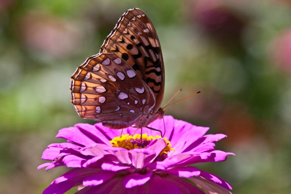 Enjoying the flowers.