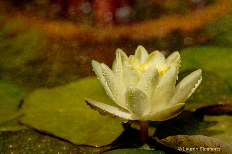 Water Lily