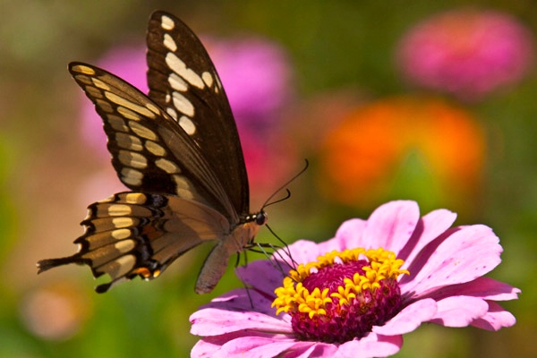 My latest visitor to the flower garden.