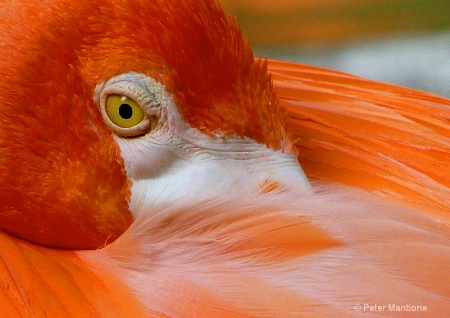 Flamingo's Eye